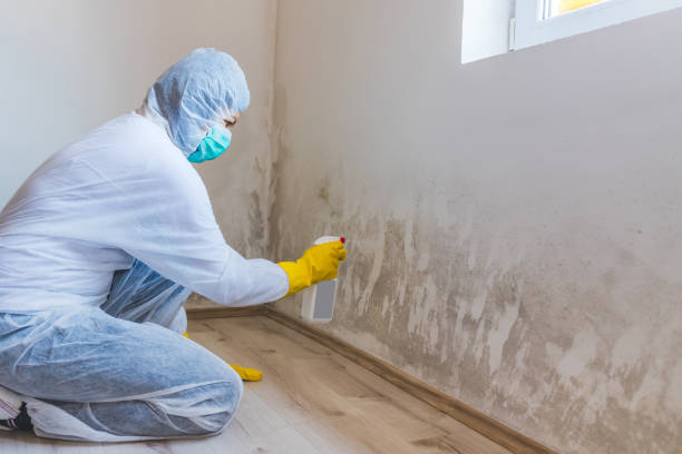 Licensed Attic Mold Removal service in Beaver Springs, PA - WQB Mold Removal